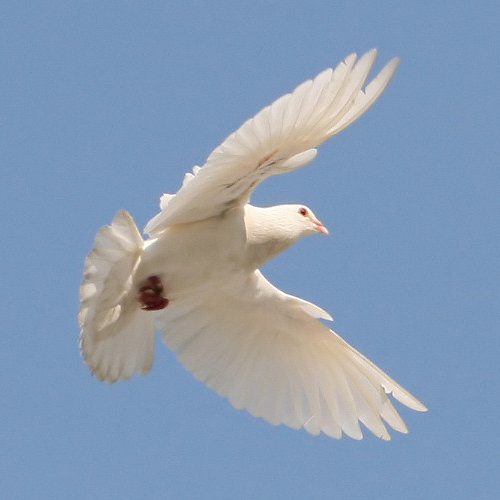 Have spiritual gifts ceased?